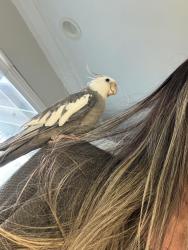 Lost Male Bird last seen Near Culver between walnut and Deerfield , Irvine, CA 92604