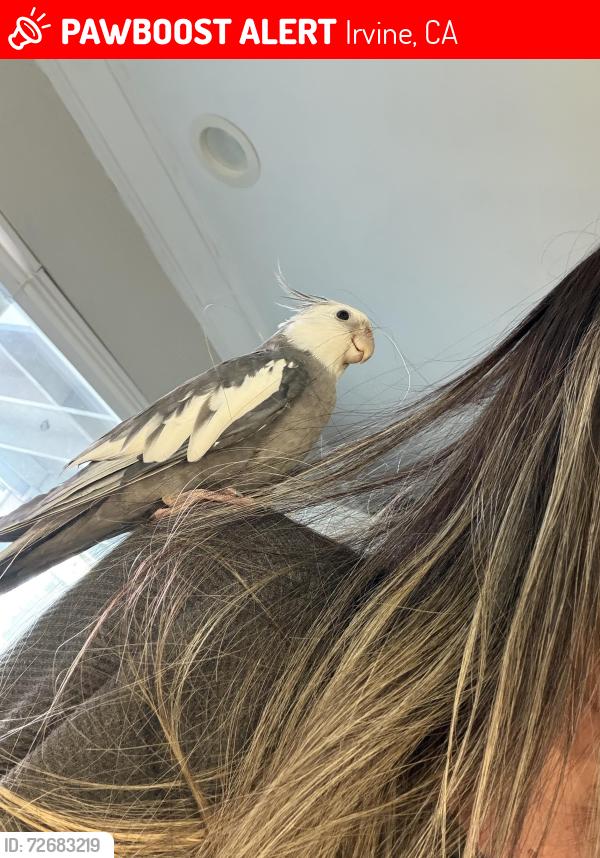 Lost Male Bird last seen Near Culver between walnut and Deerfield , Irvine, CA 92604