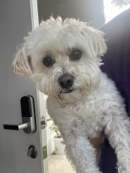 Reunited Female Dog last seen NE 2 AVE & 116 ST, Miami, FL 33161