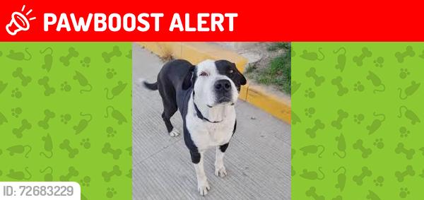 Lost Female Dog last seen cdmx, Ciudad de México, CDMX 