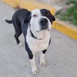 Lost Female Dog last seen cdmx, Ciudad de México, CDMX 