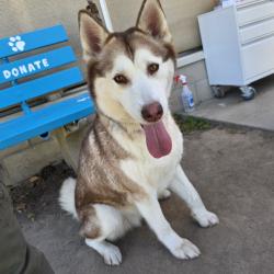 Found/Stray Female Dog last seen Near W 4th St, Long Beach, CA 90802, USA, Long Beach, CA 90802