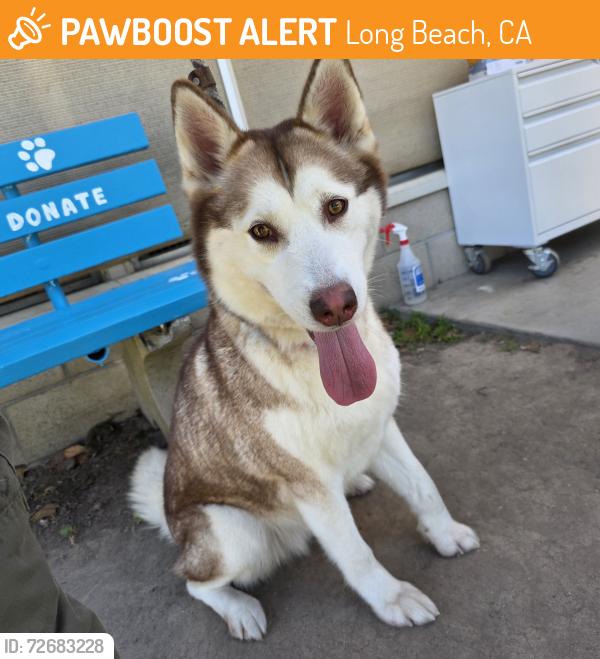 Found/Stray Female Dog last seen Near W 4th St, Long Beach, CA 90802, USA, Long Beach, CA 90802