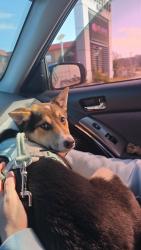 Lost Male Dog last seen  depot, Harrisburg, PA 17111