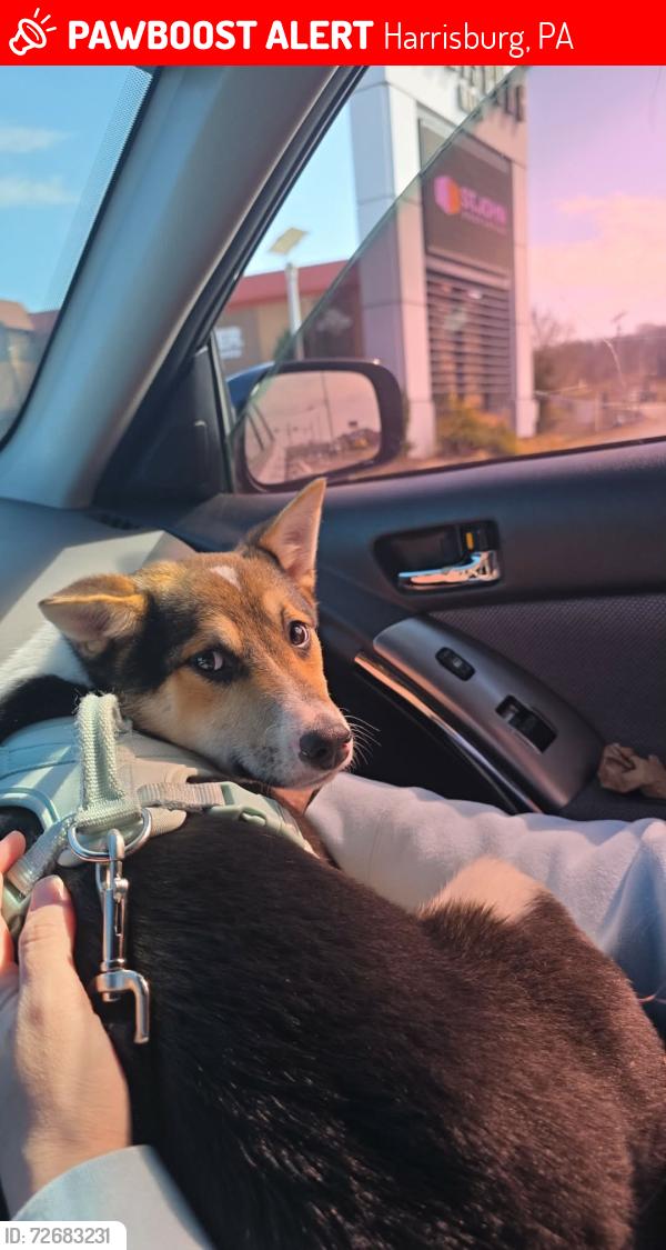 Lost Male Dog last seen  depot, Harrisburg, PA 17111