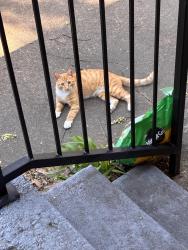 Found/Stray Unknown Cat last seen Park and Getwell , Memphis, TN 38111