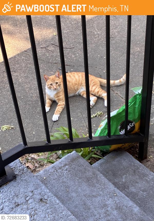 Found/Stray Unknown Cat last seen Park and Getwell , Memphis, TN 38111
