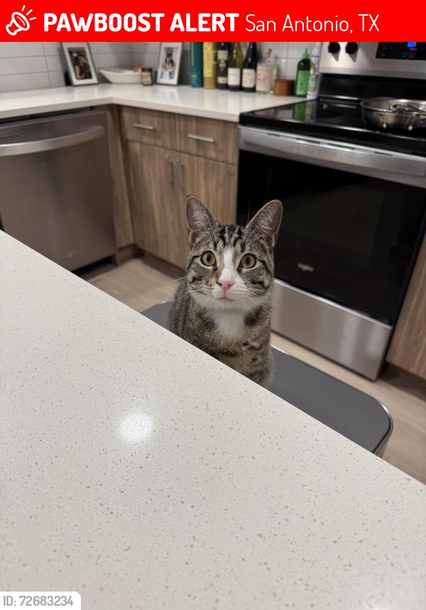 Lost Male Cat last seen Culebra Commons, San Antonio, TX 78250