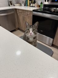 Lost Male Cat last seen Culebra Commons, San Antonio, TX 78250