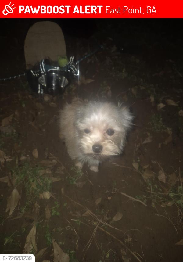 Lost Female Dog last seen Near Washington  road, East Point, GA 30344