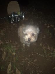 Lost Female Dog last seen Near Washington  road, East Point, GA 30344