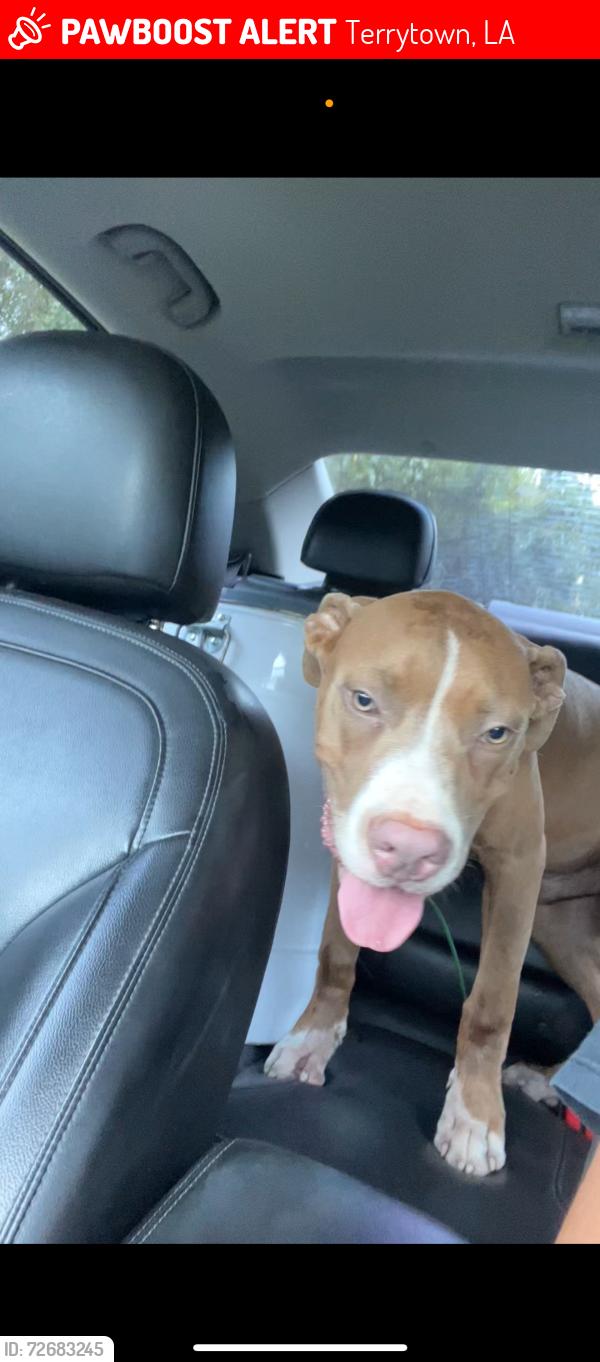 Lost Male Dog last seen Dupont Dr and diploma Dr, Terrytown, LA 70056
