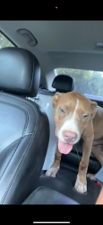 Lost Male Dog last seen Dupont Dr and diploma Dr, Terrytown, LA 70056