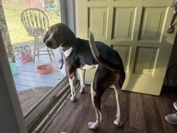 Found/Stray Male Dog last seen Kierre , North Little Rock, AR 72116