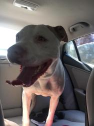 Found/Stray Male Dog last seen Lynch Store Rd Mebane, NC  27302 United States, Mebane, NC 27302