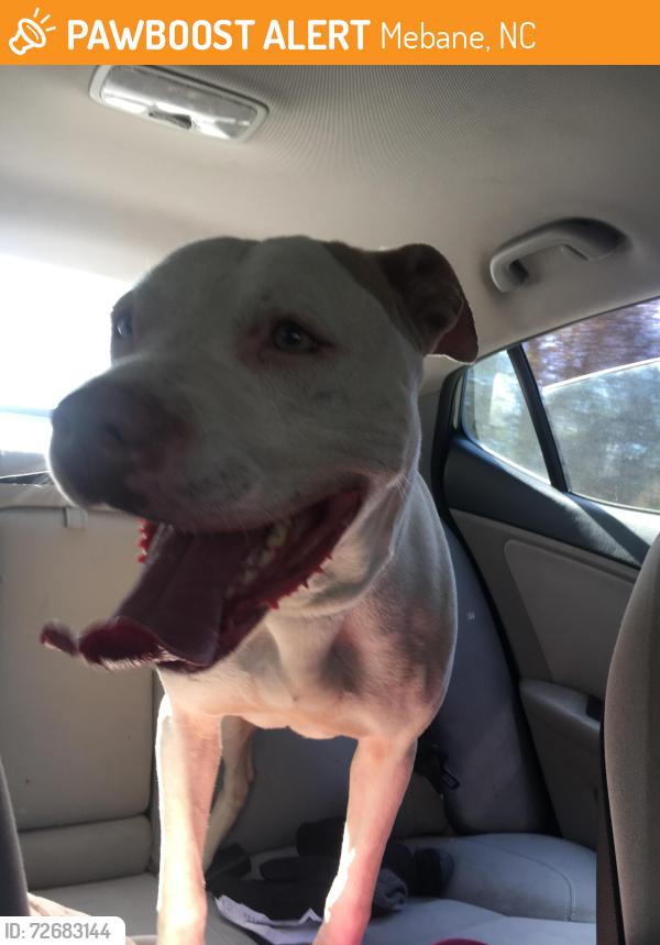 Found/Stray Male Dog last seen Lynch Store Rd Mebane, NC  27302 United States, Mebane, NC 27302