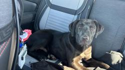 Found/Stray Male Dog last seen Scoops on willow ice cream , Harnett County, NC 27526