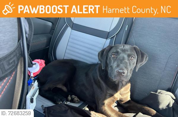 Found/Stray Male Dog last seen Scoops on willow ice cream , Harnett County, NC 27526