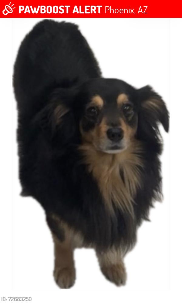Lost Male Dog last seen 51st ave and Glenrosa , Phoenix, AZ 85031