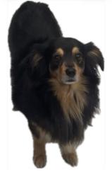 Lost Male Dog last seen 51st ave and Glenrosa , Phoenix, AZ 85031