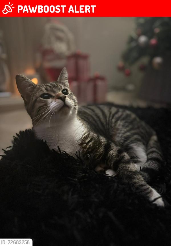 Lost Male Cat last seen Strathallan drive , Bridge of Allan, Scotland FK9 4BT