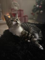 Lost Male Cat last seen Strathallan drive , Bridge of Allan, Scotland FK9 4BT