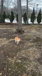 Lost Female Cat last seen Service road, Dix Hills, NY 11746