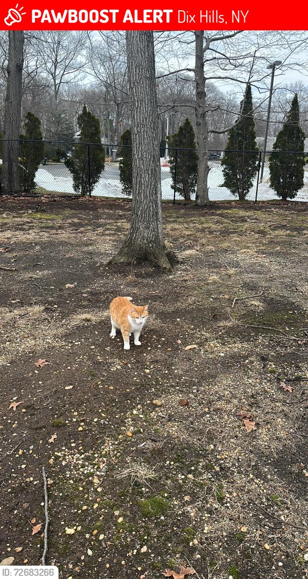 Lost Female Cat last seen Service road, Dix Hills, NY 11746