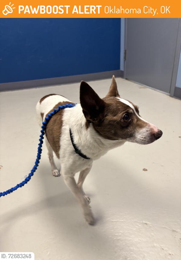 Found/Stray Male Dog last seen Near N Hudson Ave, Oklahoma City, OK 73103, Oklahoma City, OK 73103