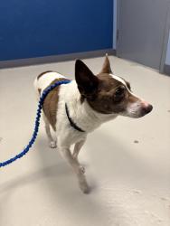 Found/Stray Male Dog last seen Near N Hudson Ave, Oklahoma City, OK 73103, Oklahoma City, OK 73103