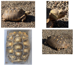 Found/Stray Female Reptile last seen N Recker Rd & E Adobe St, Mesa, AZ, Mesa, AZ 85205