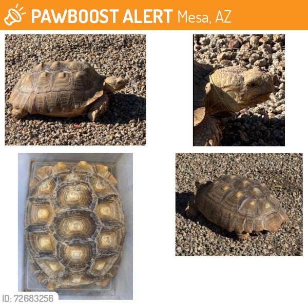 Found/Stray Female Reptile last seen N Recker Rd & E Adobe St, Mesa, AZ, Mesa, AZ 85205