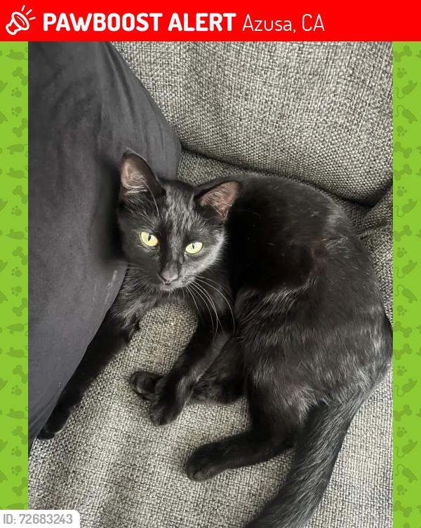 Lost Female Cat last seen West Duell Street, Azusa, CA 91702