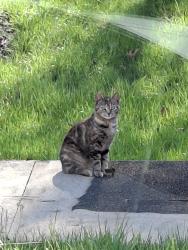 Found/Stray Unknown Cat last seen Behind the avenue in murfreesboro, Murfreesboro, TN 37129