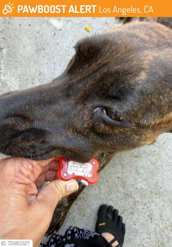 Found/Stray Female Dog last seen 8th & Columbia Westlake, Los Angeles, CA 90017