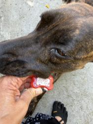 Found/Stray Female Dog last seen 8th & Columbia Westlake, Los Angeles, CA 90017