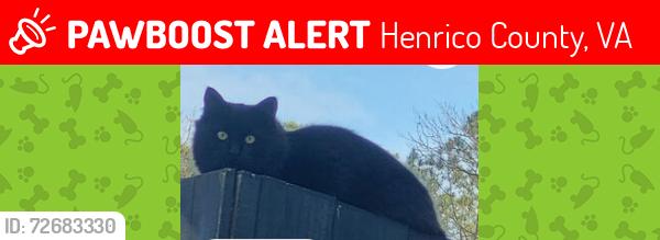 Lost Male Cat last seen Fairlake Lane, Glen Allen, VA, Henrico County, VA 23060