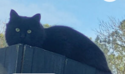 Lost Male Cat last seen Fairlake Lane, Glen Allen, VA, Henrico County, VA 23060