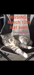 Lost Female Cat last seen Went missing from the CArmel Woods apmts , Modesto, CA 95356