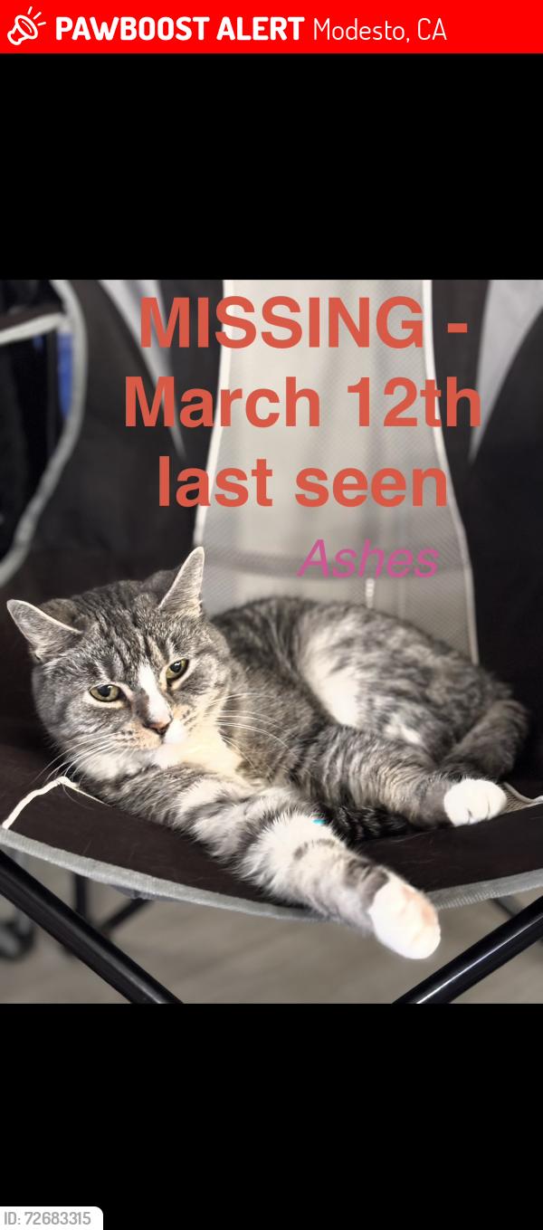 Lost Female Cat last seen Went missing from the CArmel Woods apmts , Modesto, CA 95356