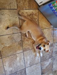 Found/Stray Male Dog last seen 76th and Memorial S., Tulsa, OK 74133