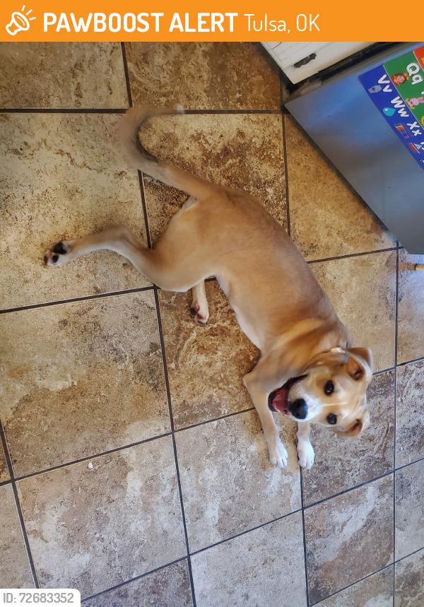 Found/Stray Male Dog last seen 76th and Memorial S., Tulsa, OK 74133