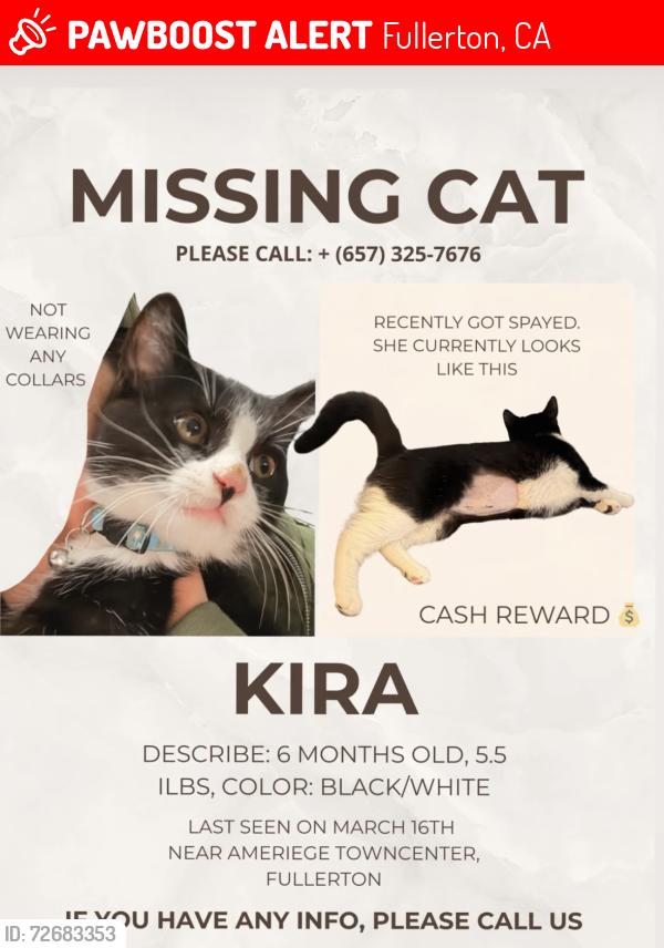 Lost Female Cat last seen Gilbert and Malvern, Fullerton, CA 92833