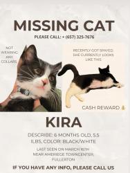 Lost Female Cat last seen Gilbert and Malvern, Fullerton, CA 92833