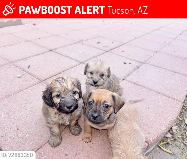 Lost Female Dog last seen Near w 27th , Tucson, AZ 85745