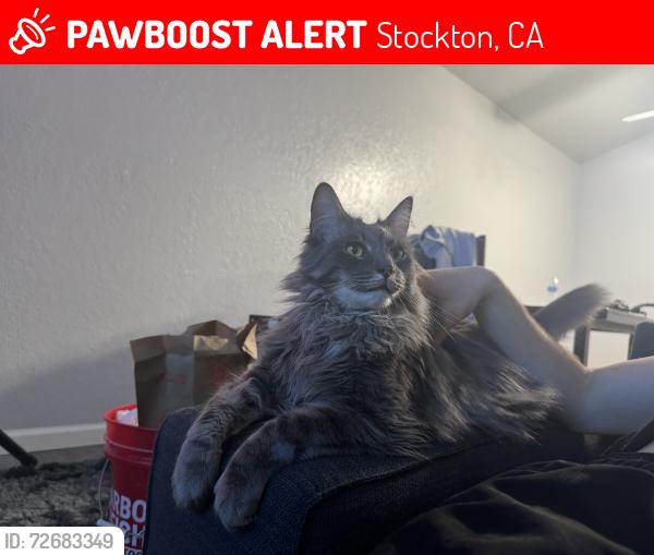 Lost Male Cat last seen Kelley drive , Stockton, CA 95207