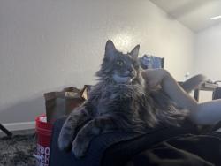 Lost Male Cat last seen Kelley drive , Stockton, CA 95207