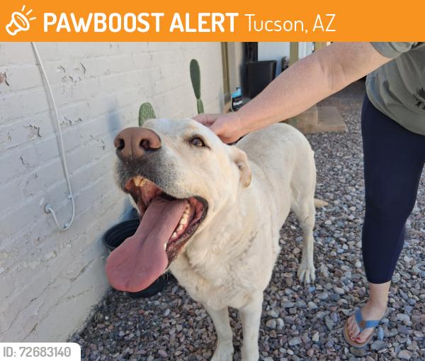Found/Stray Male Dog last seen Glenn/Tucson Blvd, Tucson, AZ 85716