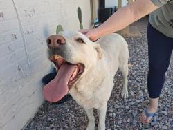 Found/Stray Male Dog last seen Glenn/Tucson Blvd, Tucson, AZ 85716