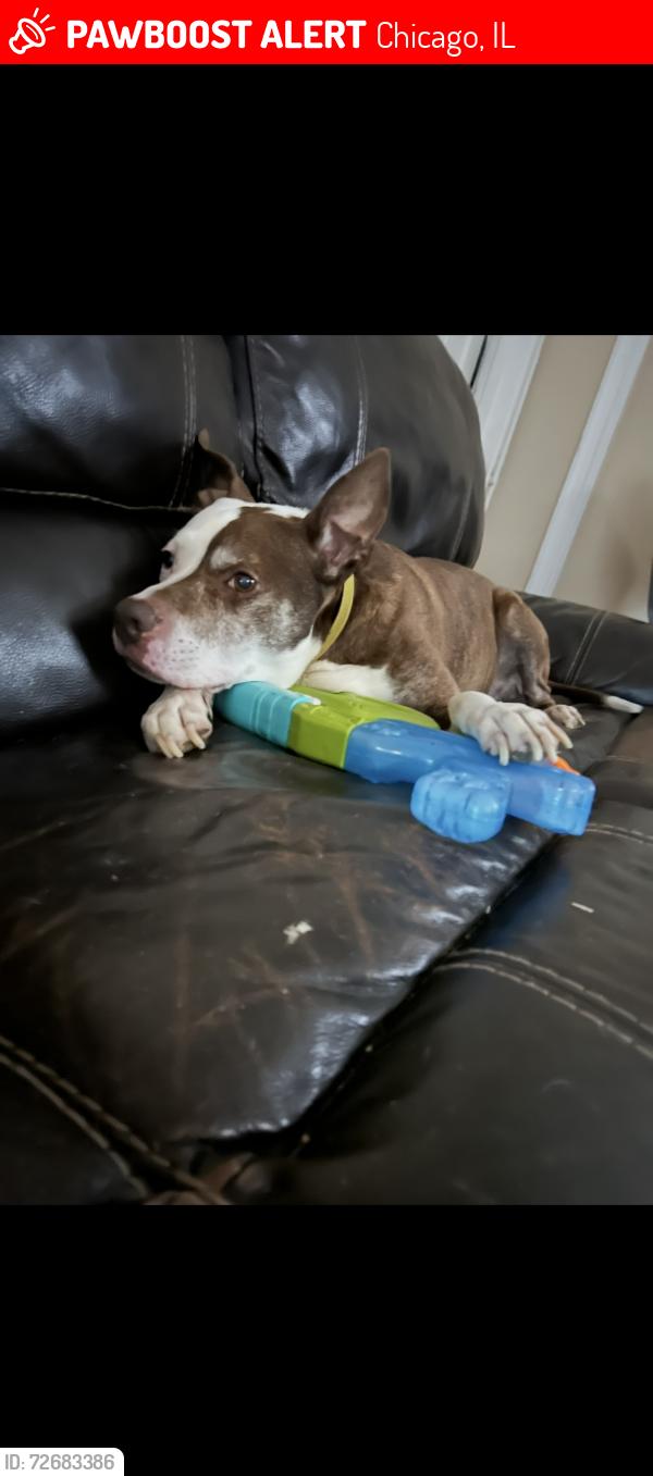 Lost Male Dog last seen Montrose and Pulaski , Chicago, IL 60618